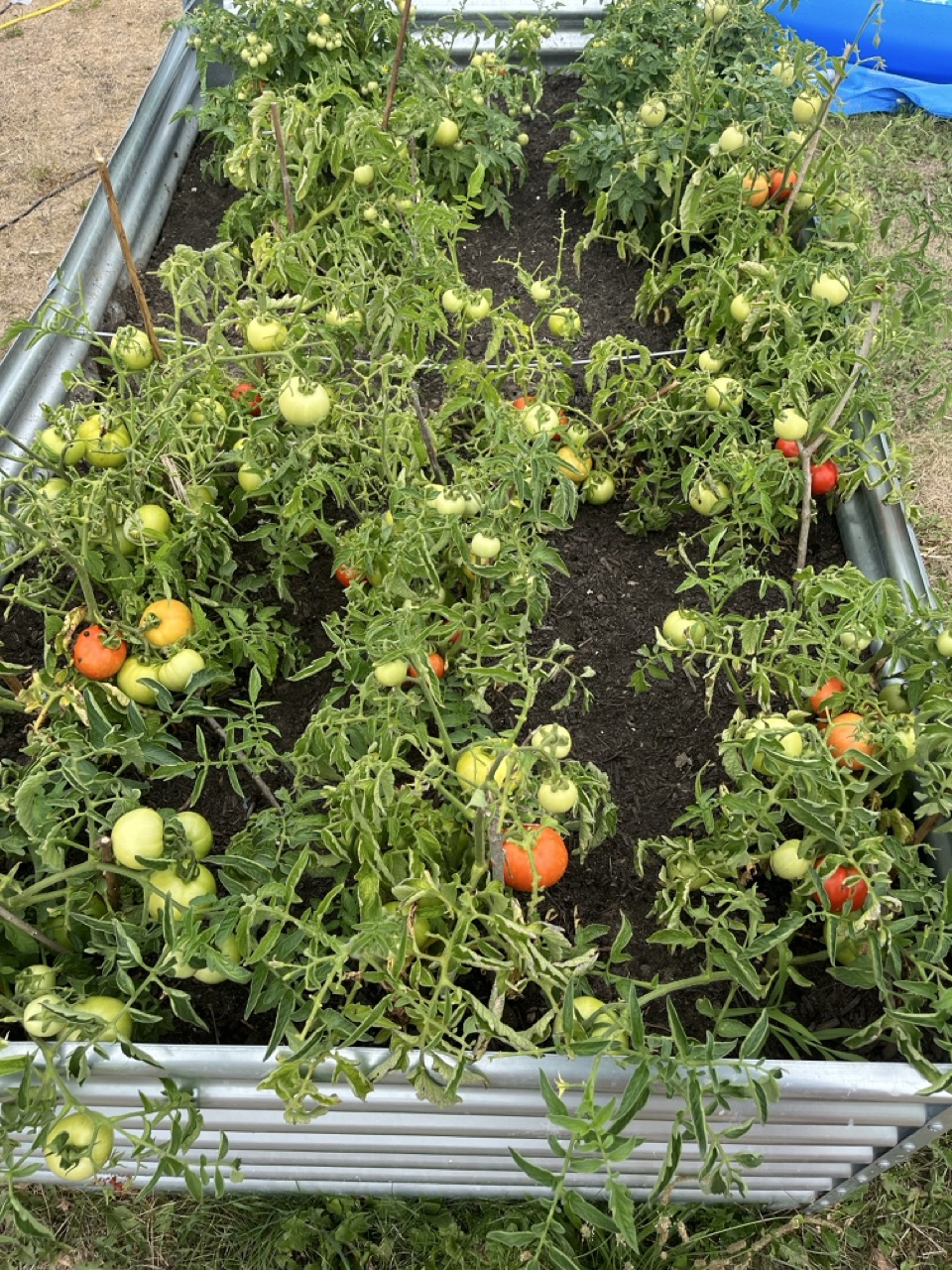 Tomatoes ripening in the garden